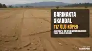 California'daki 'Öldürmeyen' Hayvan Barınağında 117 Ölü Köpek Bulundu