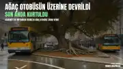 Osmaniye Cumhuriyet Meydanı'nda Çınar Ağacı Halk Otobüsünün Üzerine Devrildi