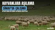 Simav'da Küçükbaş Hayvanlara Yönelik Aşılama ve Küpeleme Faaliyetleri Gerçekleştirildi