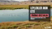 Sivas'ta Tödürge Gölü'nde Leylek Yoğunluğu Gözlendi