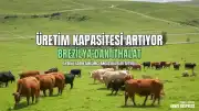 Aydınlı Kadın Girişimci Brezilya'dan İthal Angus Düvelerle Üretimi Genişletti