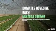 Eskişehir'de Domates Güvesine Karşı İzleme ve Mücadele Faaliyetleri Sürdürülüyor