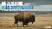 Yellowstone Ulusal Parkı'nda Bizon Saldırısı: Bir Turist Ağır Yaralandı