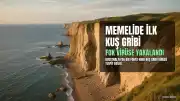 Avustralya'da Bir Memelide İlk Kuş Gribi Vakası Kaydedildi