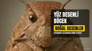 Diyarbakır'da Yüz Desenli Böcek Şaşkınlık Yarattı
