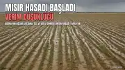 Kozan'da Sel ve Dolu Sonrası Mısır Hasadı Başladı, Verim Düşüklüğü Yaşanıyor