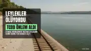 Küçükçekmece Gölü'nde Leyleklerin Ölümü Üzerine TCDD Harekete Geçti