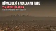 Manisa'da Kümesine Giren Fareyi 2,5 Metrelik Yılan Yakaladı