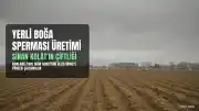 Robert Koleji Mezunu Sinan Kolat, Kırklareli'nde Yerli Boğa Sperması Üretiyor