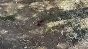 Eskişehir'de Parkta Bıçaklı Saldırı: Bir Kişi Yaralandı, Şüpheli Gözaltına Alındı