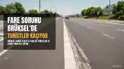 Brüksel'de Fare Sorunu Turistleri Kaçırıyor: Çikolata Vitrininde Görüntülenen Fare Tartışma Yarattı