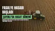 Erzincan Çayırlı'da Beyaz Kuru Fasulye Hasadı Başladı