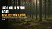 Gemlik'te 'Zeytin Rotası Keşif Yürüyüşü' Gerçekleştirildi