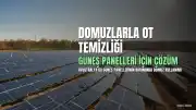 Güneş Panellerinin Ot Temizliğinde Domuz Kullanımı Başarılı Oldu
