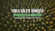 Tarlasını Gölete Dönüştüren Çiftçi, 1000 Gün Sonra Biyoçeşitlilik Mucizesini Gördü