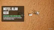 Afyonkarahisar'da Diyafram Fıtığı Olan Kedi Ballı Başarıyla Operasyon Geçirdi