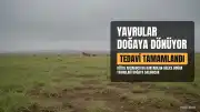 Düzce Akçakoca'da Bulunan İki Delice Doğan Yavrusu Kurtarıldı