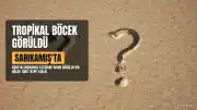 Sarıkamış'ta Tropikal Bir Böcek Türü Görüldü