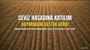 Yüksekova Kaymakamı Hülür, Ceviz Hasadına Katılarak Çiftçiye Destek Verdi