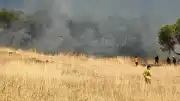 Ayvalık Sakarya Mahallesi'nde Otluk Alanda Yangın Çıktı