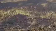 Şanlıurfa Siverek'te Arazi Yangını: 3 Yaralı ve Büyük Hasar