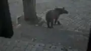 Kars Sarıkamış'ta Oteller Bölgesine İnen Boz Ayı ve Vatandaş Arasındaki Diyalog Kameraya Yansıdı