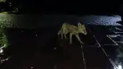 Kars'ta Yağışlı Havada Kızıl Tilki ve Vatandaşın Karşılaşması Kameraya Yansıdı