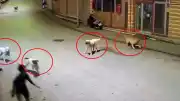 Ordu Çamaş'ta Sokak Köpeklerinin Saldırdığı 10 Yaşındaki Çocuk Esnaf Sayesinde Kurtarıldı