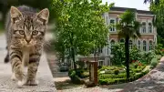 Yıldız Teknik Üniversitesi'nde Kampüs Hayvanları Tartışması: Akademisyenin Giriş Yasağı İddiası