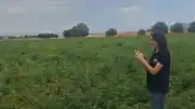 Şuhut'ta Patates Üretimi Saha Kontrolleri Devam Ediyor