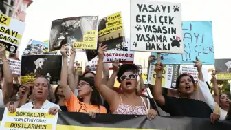 İstanbul Valiliği: Sokak Hayvanları Yasası'nda Geri Adım Yok