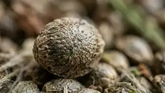Kenevir Tohumunun Sağlık Üzerindeki Etkileri ve Kullanım Yöntemleri