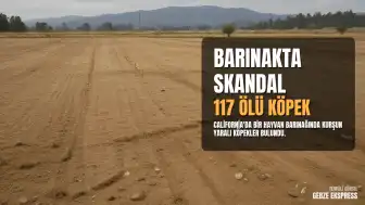 California'daki 'Öldürmeyen' Hayvan Barınağında 117 Ölü Köpek Bulundu