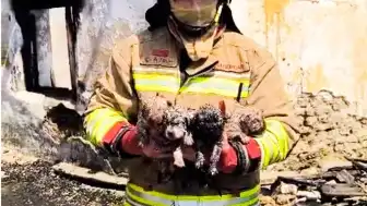 Manisa'da Yangında Kurtarılan Köpek ve 4 Yavrusu Tedavi Altında