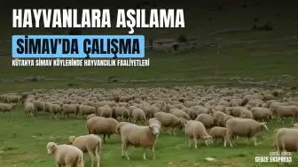 Simav'da Küçükbaş Hayvanlara Yönelik Aşılama ve Küpeleme Faaliyetleri Gerçekleştirildi