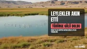 Sivas'ta Tödürge Gölü'nde Leylek Yoğunluğu Gözlendi