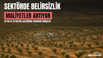 Zeytin ve Zeytinyağı Sektöründe Maliyet ve İhracat Kaygıları Artıyor