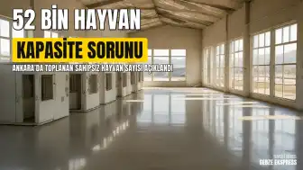 Ankara Valisi Yakup Canbolat: "Ankara'da toplanan sahipsiz sokak hayvanı sayısı 52 bine ulaştı"