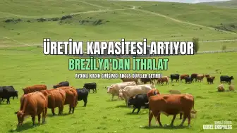 Aydınlı Kadın Girişimci Brezilya'dan İthal Angus Düvelerle Üretimi Genişletti