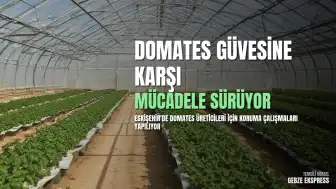 Eskişehir'de Domates Güvesine Karşı İzleme ve Mücadele Faaliyetleri Sürdürülüyor