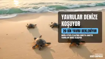İztuzu Plajı'nda Caretta Caretta Yavrularının Deniz Yolculuğu Başladı