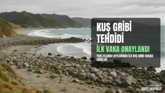 Yeni Zelanda'da İlk Kuş Gribi Vakası Tespit Edildi