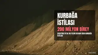 Avustralya'da 90 Yıllık Kurbağa İstilası: 101 Canlıdan 200 Milyona Ulaşan Ekolojik Kriz