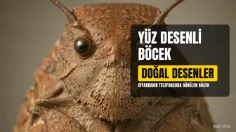 Diyarbakır'da Yüz Desenli Böcek Şaşkınlık Yarattı
