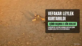 Göç yolunda eşinin başında 5 gün bekleyen leylek kurtarıldı