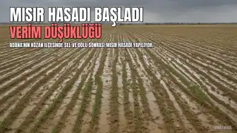 Kozan'da Sel ve Dolu Sonrası Mısır Hasadı Başladı, Verim Düşüklüğü Yaşanıyor