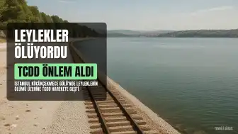 Küçükçekmece Gölü'nde Leyleklerin Ölümü Üzerine TCDD Harekete Geçti