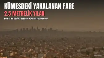 Manisa'da Kümesine Giren Fareyi 2,5 Metrelik Yılan Yakaladı