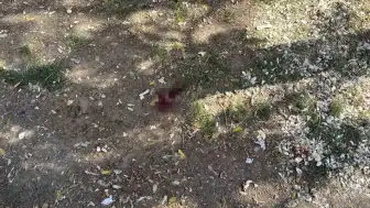 Eskişehir'de Parkta Bıçaklı Saldırı: Bir Kişi Yaralandı, Şüpheli Gözaltına Alındı