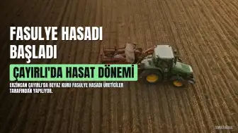 Erzincan Çayırlı'da Beyaz Kuru Fasulye Hasadı Başladı
